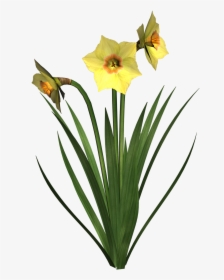 Daffodils Free Png Image - Dafodile Png, Transparent Png, Transparent PNG