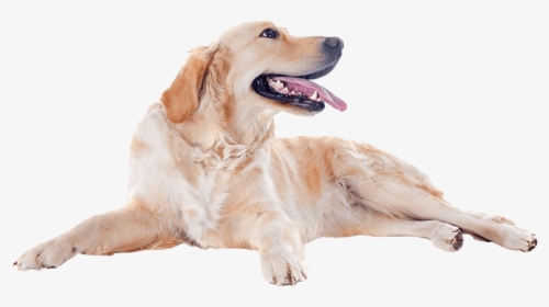Golden Retriever Dog - Golden Retriever Image Png, Transparent Png, Transparent PNG