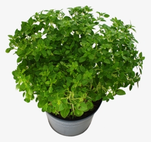 Potted Plant With Green Leaves Png Free - Trees From Above Photoshop, Transparent Png, Transparent PNG