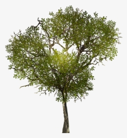 Transparent Tree Branches Png - Tree Png Texture, Png Download, Transparent PNG