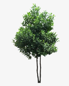 Transparent Evergreen Tree Png - High Resolution Tree Png, Png Download, Transparent PNG