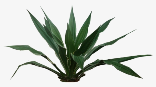 Transparent Yucca Plant Png - Tropical Plants Png, Png Download, Transparent PNG