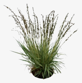 Plants Png Pic - Transparent Background Long Grass, Png Download, Transparent PNG