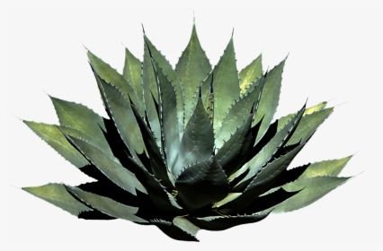 Houseplant - Png Format Tropical Plant Png, Transparent Png, Transparent PNG