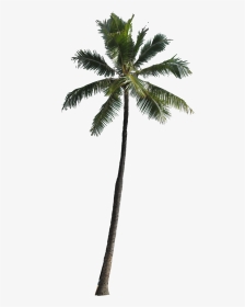 Transparent Coconut Tree Clipart - Transparent Background Palm Tree Png, Png Download, Transparent PNG