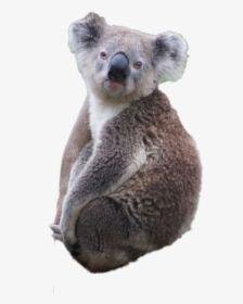 Koala Png Images, Transparent Png, Transparent PNG