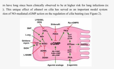Schematic Of Cgmp Action In Cilia Motility, HD Png Download, Transparent PNG