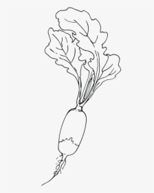 Lady Tulip, HD Png Download, Transparent PNG