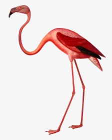 Flamingo Botanical Illustration, HD Png Download, Transparent PNG