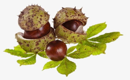 Horse Chestnuts And Leaves - Horse Chestnuts Clipart, HD Png Download, Transparent PNG