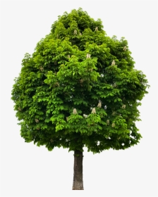 Transparent Tree - Save Green Stay Clean West Bengal, HD Png Download, Transparent PNG