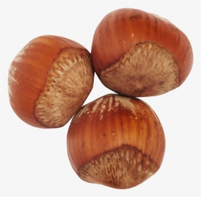 Hazelnut,nut,nuts & - Hazelnut Png, Transparent Png, Transparent PNG