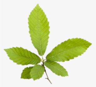 Chestnut Leaves - Chestnut Leaf Png, Transparent Png, Transparent PNG