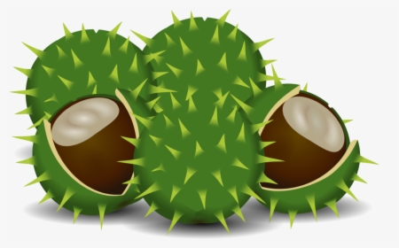 Spines And Prickles - Durian, HD Png Download, Transparent PNG