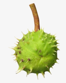 Chestnut Png Transparent Image - Thorns, Spines, And Prickles, Png Download, Transparent PNG