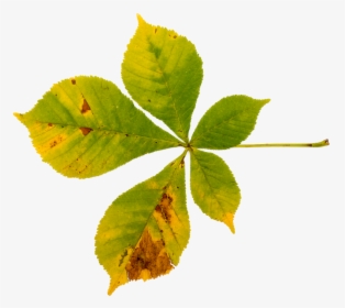 Buckeye, Chestnut, Foliage Leaf, True Leaves, Leaf - Maple Leaf, HD Png Download, Transparent PNG