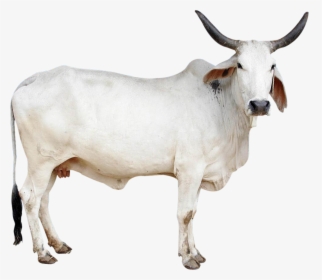 Cow Png Image - Indian Cow Images Png, Transparent Png, Transparent PNG