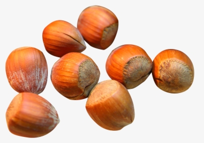 Hazelnut,nut,nuts & - Hazelnut Png, Transparent Png, Transparent PNG