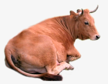Cow Png Stock By Lubman Cow Png Stock By Lubman - Cow .png, Transparent Png, Transparent PNG