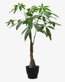 Houseplant Flowerpot Guiana Chestnut - Plant In Pot Png, Transparent Png, Transparent PNG