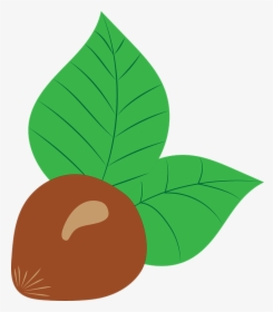 Hazelnut, Vector, Drawing, Fruit, Nut, Brown, Chestnut - Hazelnut, HD Png Download, Transparent PNG