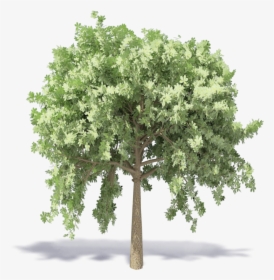 Chestnut Tree - Kastanienbaum Png, Transparent Png, Transparent PNG