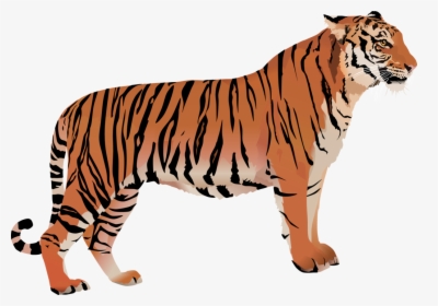 Clip Art Bengal Tiger Cartoon - Bengal Tiger Vector Png, Transparent Png, Transparent PNG