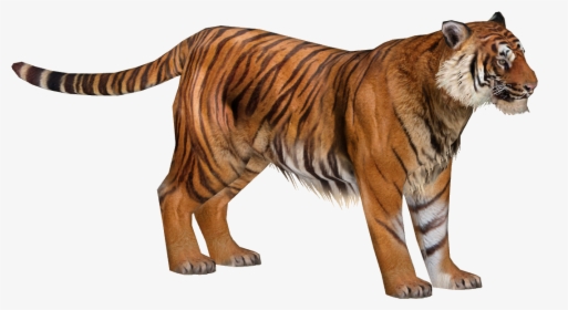 Zoo Tycoon 2 Tiger, HD Png Download, Transparent PNG