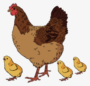 Chicken And Chicks Clip Art, HD Png Download, Transparent PNG