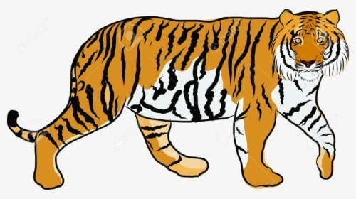 Tiger Cartoon Clipart Niml Jungle Free Cliparts Transparent - Hand Drawn Picture Of A Tiger, HD Png Download, Transparent PNG