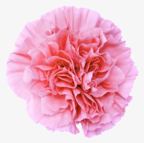 Light Pink Flower Png, Transparent Png, Transparent PNG