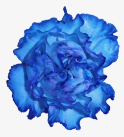 Transparent Carnation Png - Carnation Flower Blue Png, Png Download, Transparent PNG