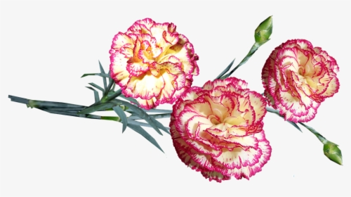 Flowers, Striped, Carnations, Stems, Cut Out, Isolated - Dianthus, HD Png Download, Transparent PNG