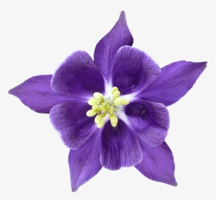 Columbine, Blossom, Bloom, Isolated, Hahnenfußgewächs - Columbine Flower Png, Transparent Png, Transparent PNG