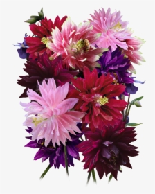 Barlow Columbine Seeds For Planting   Class Lazyload - Bouquet, HD Png Download, Transparent PNG