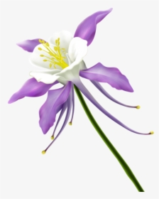 Transparent Clipart Kwiaty - Free Clipart Transparent Columbine, HD Png Download, Transparent PNG