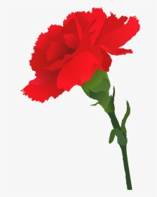 Transparent Carnations Clipart - Carnation Silhouette, HD Png Download, Transparent PNG