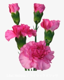 Colibri Flowers Minicarnation Lilacmelissa, Grower - Carnation, HD Png Download, Transparent PNG