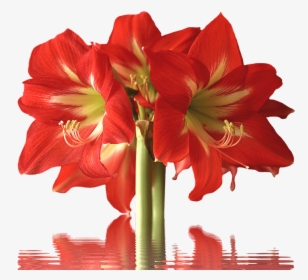 40 Types Of Red Flowers With Pictures Flowerglossary - Red Flower Long Stem, HD Png Download, Transparent PNG