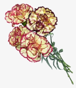 Carnation Flowers Cut Free Picture - 9 Травня День Перемоги, HD Png Download, Transparent PNG