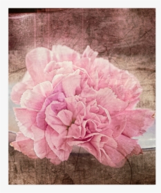 Vintage Carnations On A Spoon Poster 20 X24 - Common Peony, HD Png Download, Transparent PNG