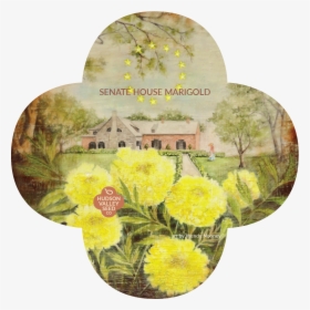 Senat House Marigold Quatrefoil - Headstone, HD Png Download, Transparent PNG