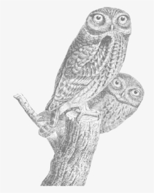 Vintage Owl Sketch - Regular Expression O Reilly Book, HD Png Download, Transparent PNG