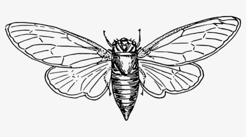 Moth, Animal, Insect, Wings - Locust Vector, HD Png Download, Transparent PNG