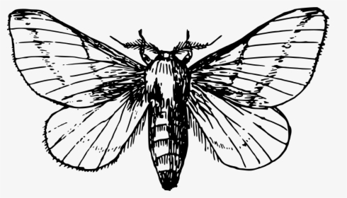 Maple Moth - Moth Clipart Black And White, HD Png Download, Transparent PNG