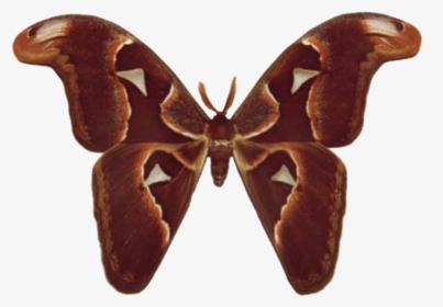 Brown Butterfly Wings Png , Png Download - Moth Butterfly Identification, Transparent Png, Transparent PNG