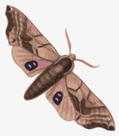 Moth Svg Clip Arts - Moth Clipart, HD Png Download, Transparent PNG