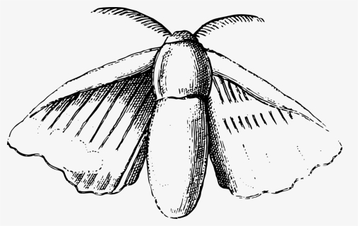 Drawing Of A Silkmoth, HD Png Download, Transparent PNG