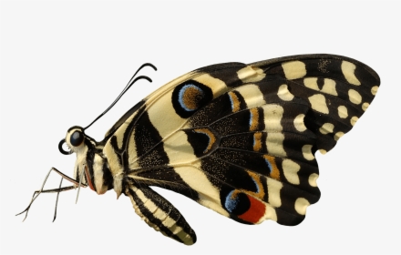 Butterfly Sideview - Butterfly Side View Png, Transparent Png, Transparent PNG