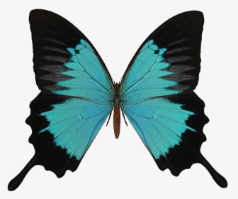 Transparent Background Butterfly Wings Transparent, HD Png Download, Transparent PNG
